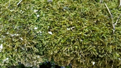 Bryophyta