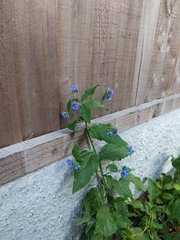 Pentaglottis sempervirens