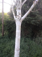 Betula utilis
