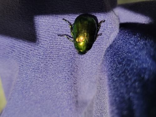 Japanese Fruit Beetle