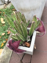 Stapelia grandiflora