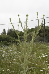 Onopordum cynarocephalum