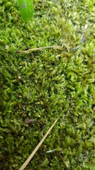 Bryophyta