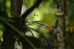 Comparettia falcata, photograph (c) Siddarth Machado, some rights reserved (CC BY)