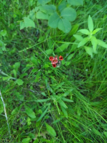 orange hawkweed