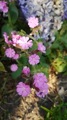 Silene dioica
