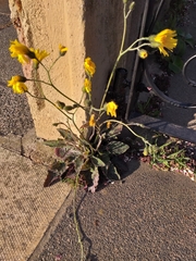 Hieracium glaucinum similatum