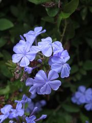 Plumbago auriculata