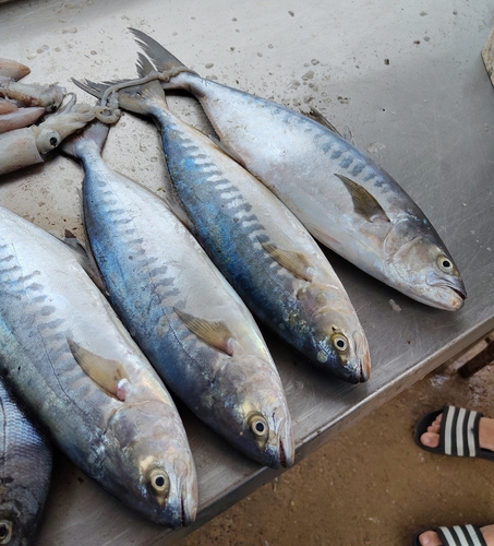 Bigtoothed pompano (Campogramma glaycos) — Carangidae — 2