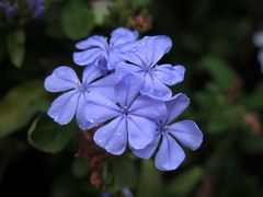 Plumbago auriculata