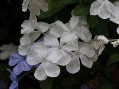 Plumbago auriculata