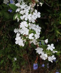 Plumbago auriculata