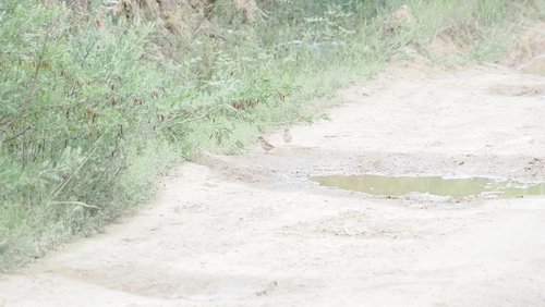 Eurasian Tree Sparrow