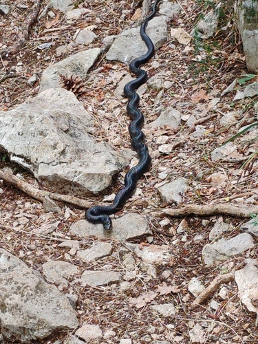 Green Whip Snake