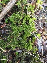Sphagnum subsecundum
