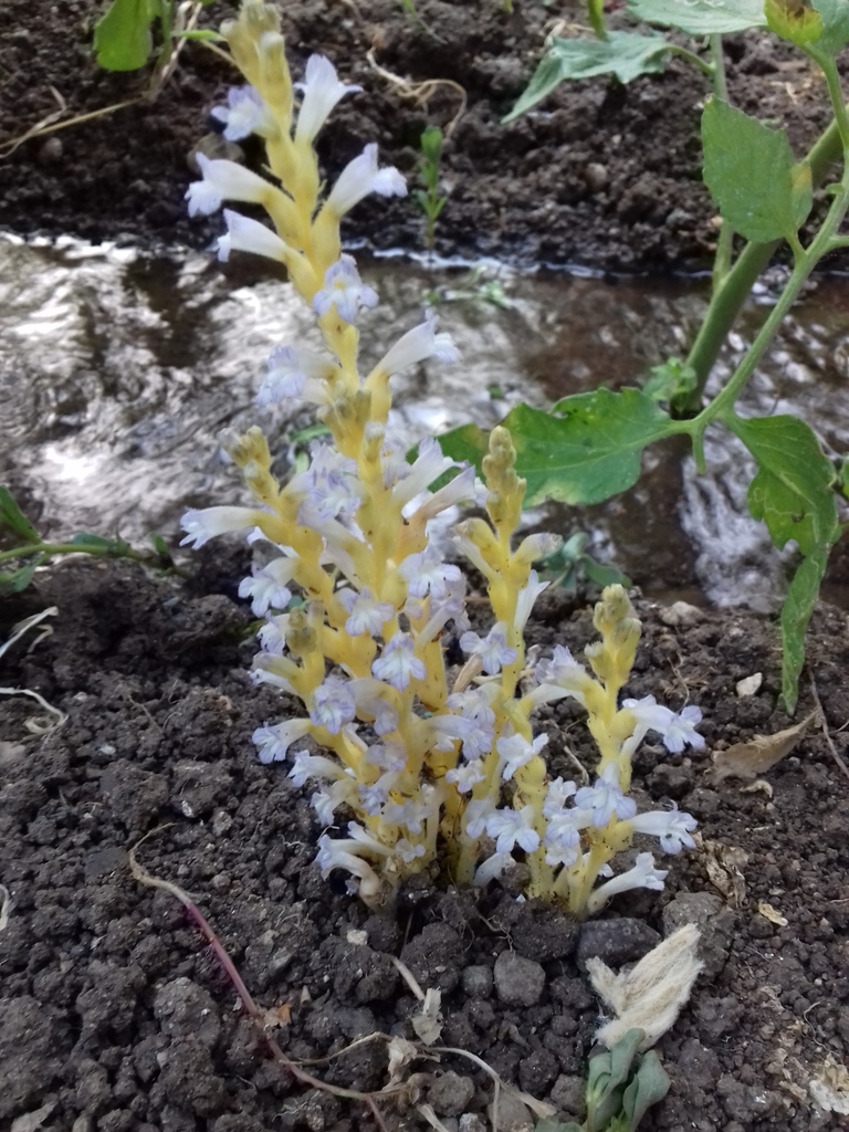 hemp broomrape