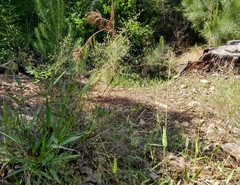 Dichanthelium commutatum