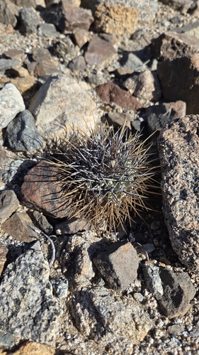 Copiapoa calderana