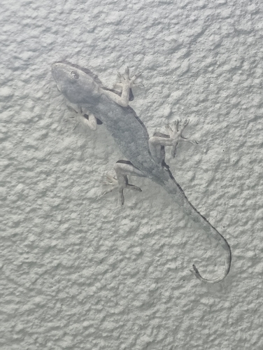 Peking Gecko