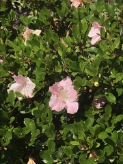 Rhododendron penthanthera
