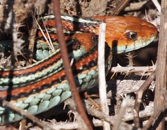 Thamnophis sirtalis tetrataenia