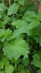 Urtica dioica