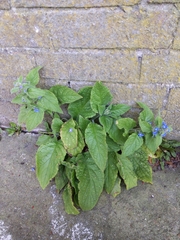 Pentaglottis sempervirens