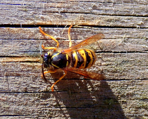 Saxon Wasp