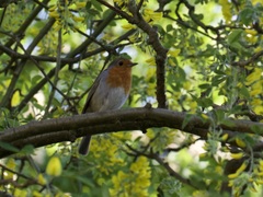 Erithacus rubecula