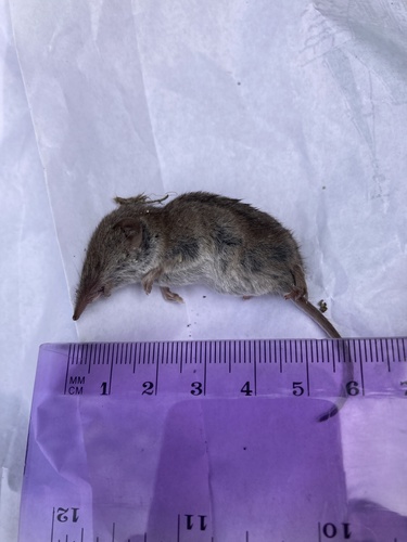 Greater White-toothed Shrew
