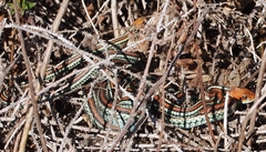Thamnophis sirtalis tetrataenia