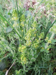Cruciata