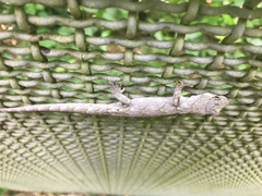Mokopirirakau granulatus