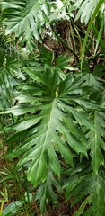 Philodendreae