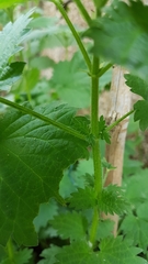 Urtica dioica