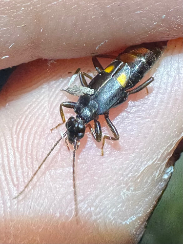 Toothed Earwig