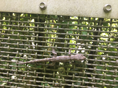 Mokopirirakau granulatus