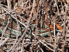 Thamnophis sirtalis tetrataenia