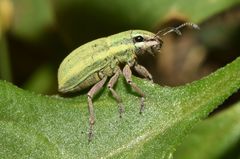 Pantomorus viridisquamosus