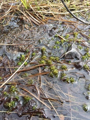 Sphagnum platyphyllum