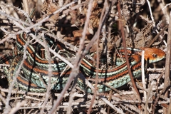 Thamnophis sirtalis tetrataenia