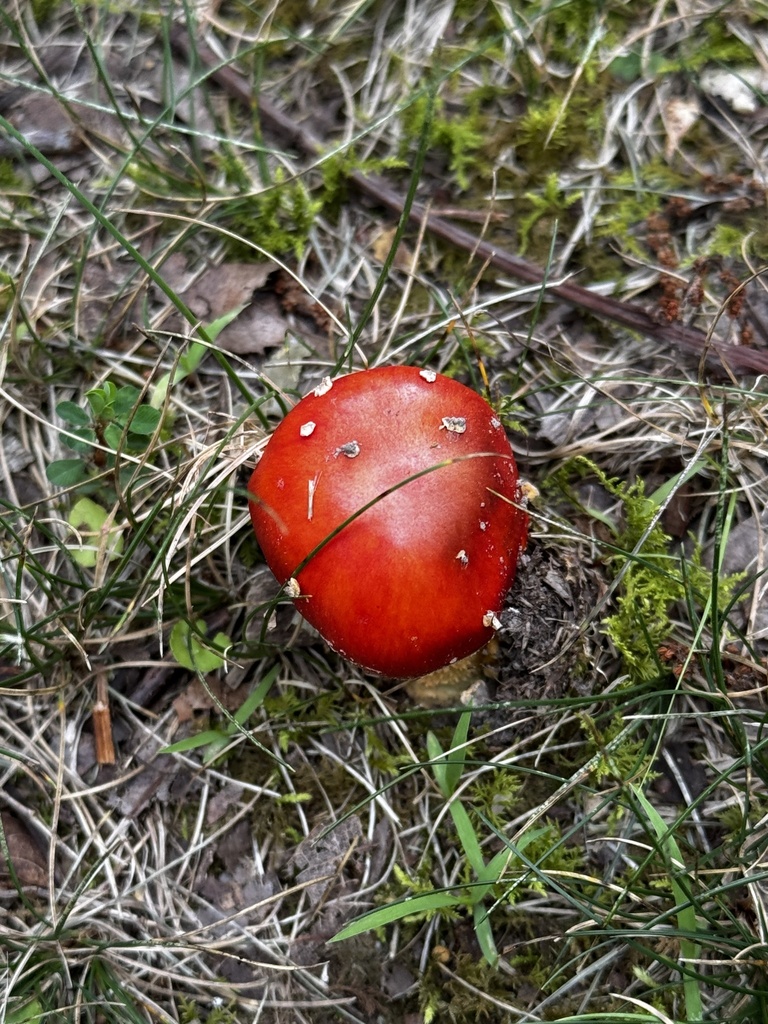 False Caesar's Mushroom · June 2026 · photo: Photo: (c) Asher P Higgins, some rights reserved (CC BY) · iNaturalist