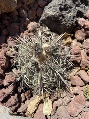 Echinocactus