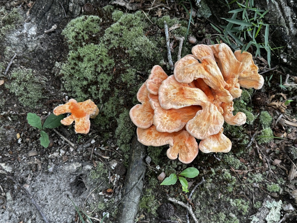 White-pored Chicken of the Woods · June 2026 · photo: Photo: (c) Asher P Higgins, some rights reserved (CC BY) · iNaturalist