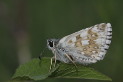 Pyrgus carthami