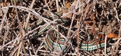Thamnophis sirtalis tetrataenia