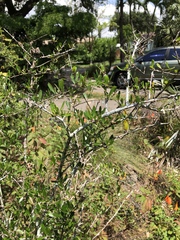 Forestiera segregata pinetorum