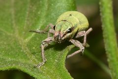 Pantomorus viridisquamosus