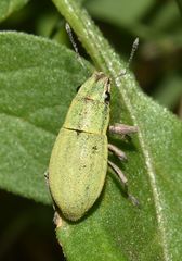 Pantomorus viridisquamosus