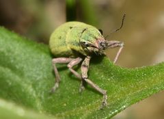 Pantomorus viridisquamosus